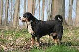 BOUVIER D'APPENZELL 039